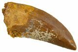 Serrated, Carcharodontosaurus Tooth - Real Dinosaur Tooth #308356-1